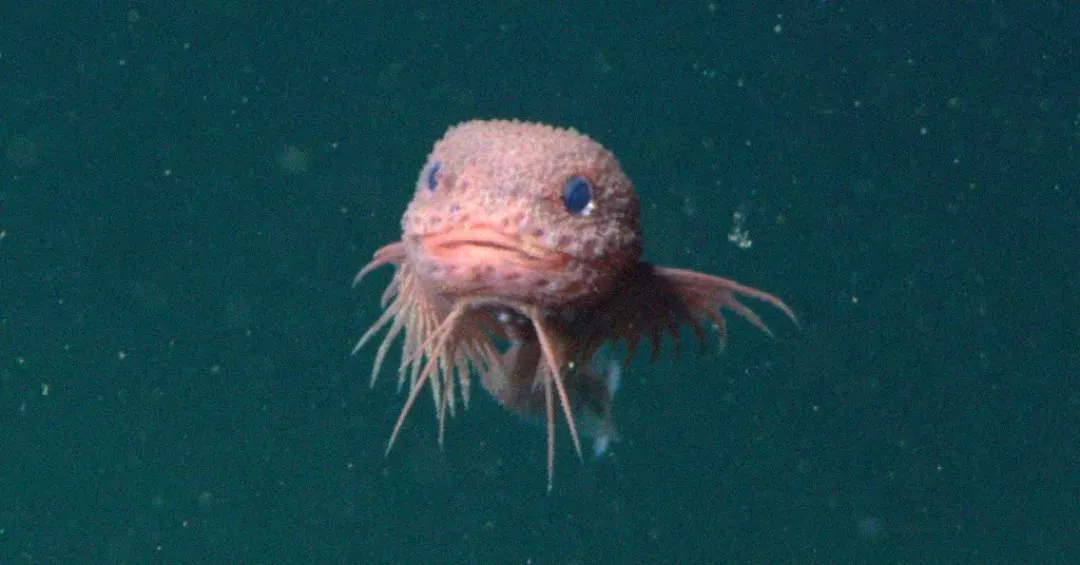 Criatura abissal aparece na superfície e surpreende cientistas por ser fofa